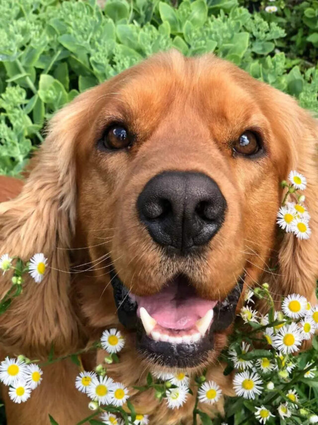 10 things to know before getting a cocker spaniel as pet dog