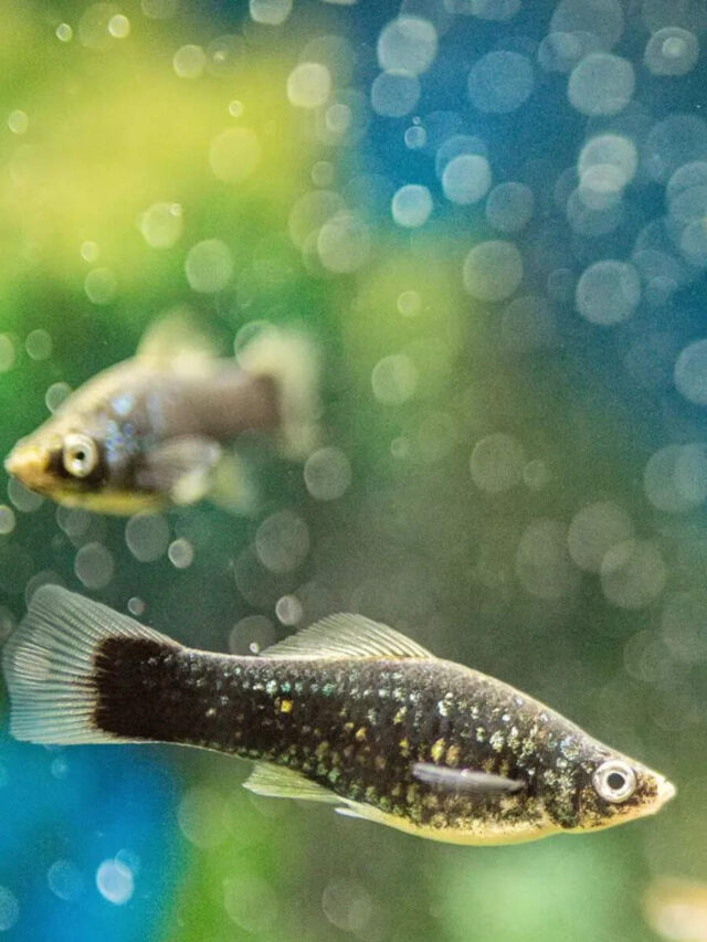 10 beautiful fish and aquatic pets that help in cleaning the tank