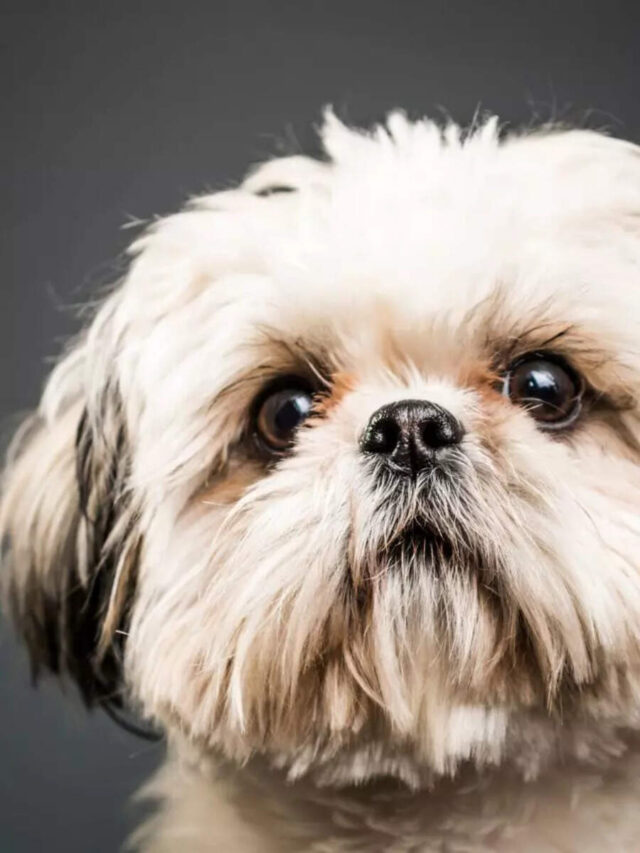 10 popular pet dog breeds that don’t mix well with kids (Parents, take note!)