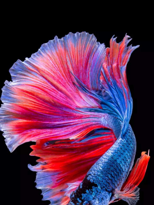 10 beautiful tropical aquarium fish suitable for Indian climate