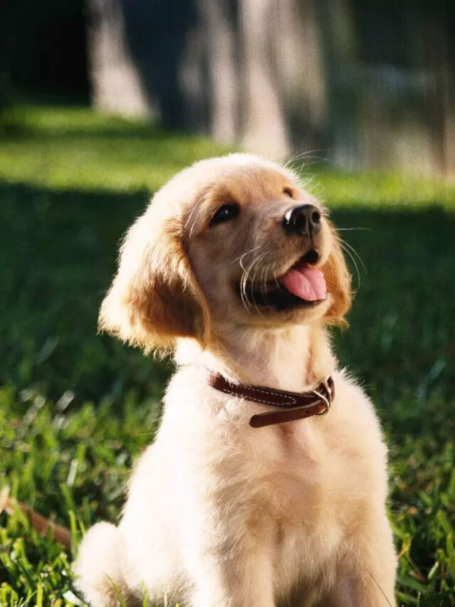 How to train a Labrador Retriever puppy: 10 easy steps every owner should follow