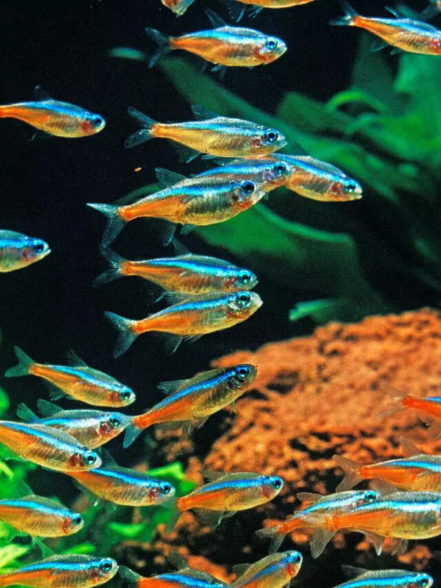 10 things to know before getting Neon Tetra fish for your home aquarium