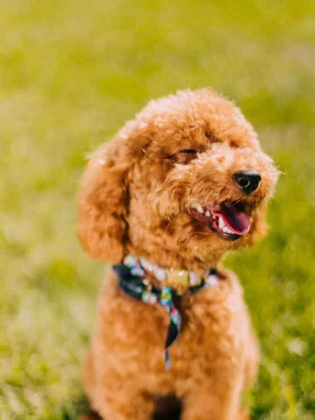 10 things to know before getting a poodle: Complete owner’s guide