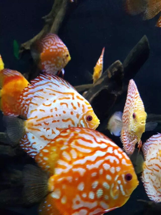 10 most beautiful freshwater aquarium fish only expert aquarists should keep