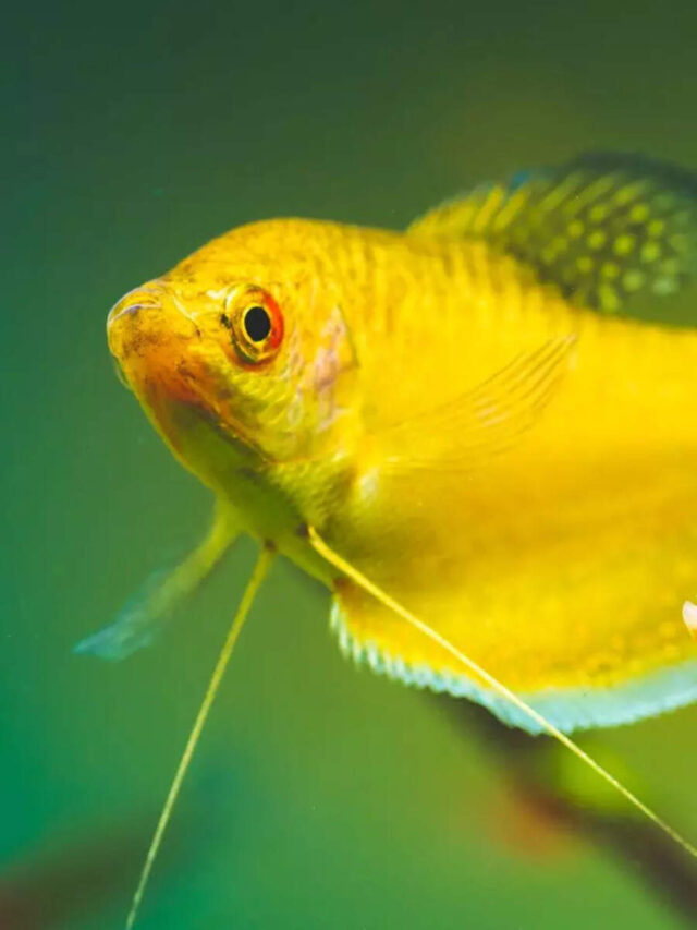​Three spot gourami care guide: 10 things to know before adding this fish to your aquarium​