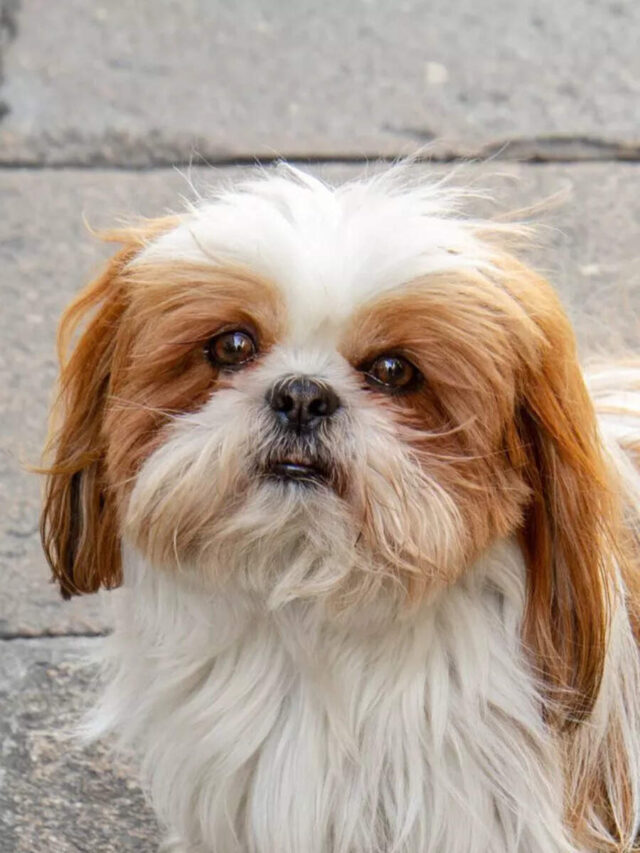 10 small dog breeds perfect for apartment living: Family-friendly and easy to care for