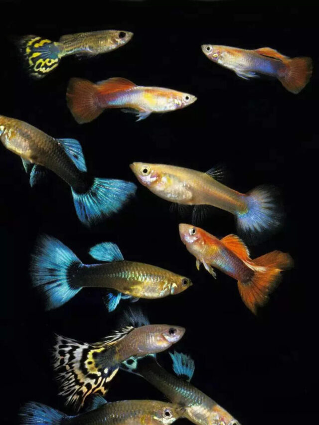 7 easy livebearing freshwater fish for beginners: Perfect for home aquariums